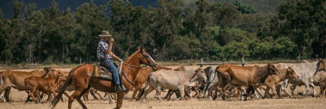 Cattle return to the Néméara farm, Bourail