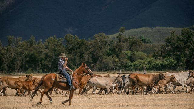Rentrée de bétail à la ferme de Néméara, Bourail