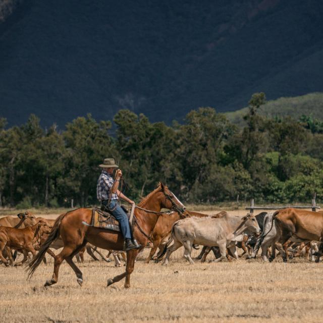 Livestock arrival at Néméara farm, Bourail