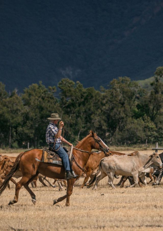 Livestock arrival at Néméara farm, Bourail
