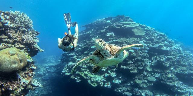 Plongée en apnée accompagné des tortues dans le lagon de Maré, Îles Loyauté de Nouvelle-Calédonie.
