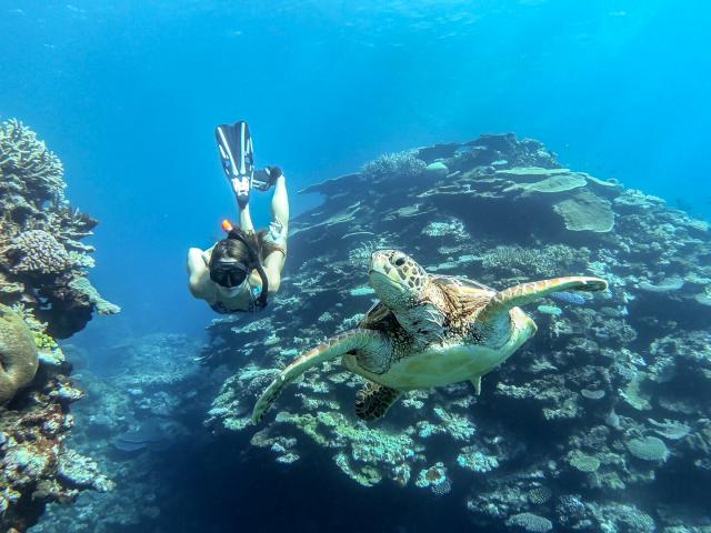 Plongée en apnée accompagné des tortues dans le lagon de Maré, Îles Loyauté de Nouvelle-Calédonie.