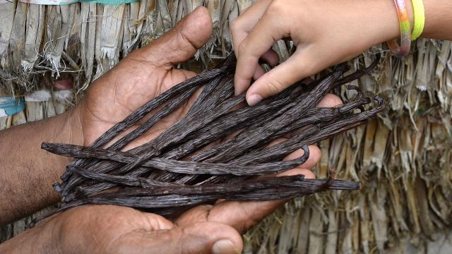 Vanilla beans from Lifou, Loyalty Islands of New Caledonia.