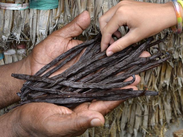 Vanilla beans from Lifou, Loyalty Islands of New Caledonia.