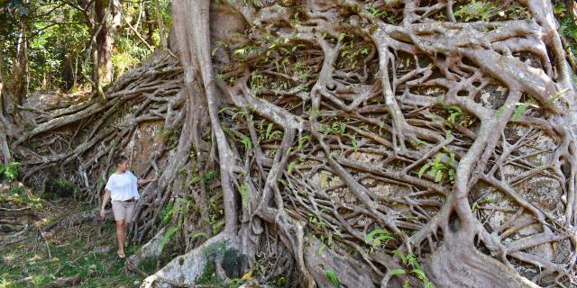 The roots of the banyan tree in the former mining village of Prony in New Caledonia.