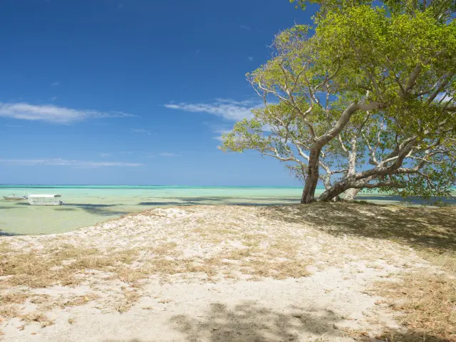 Vue sur la plage de Poé à Bourail, avec un grand arbre en bord de mer, un lagon turquoise et deux petites embarcations au mouillage.