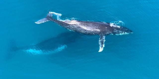 Baleines à bosse dans le lagon de Nouvelle-Calédonie