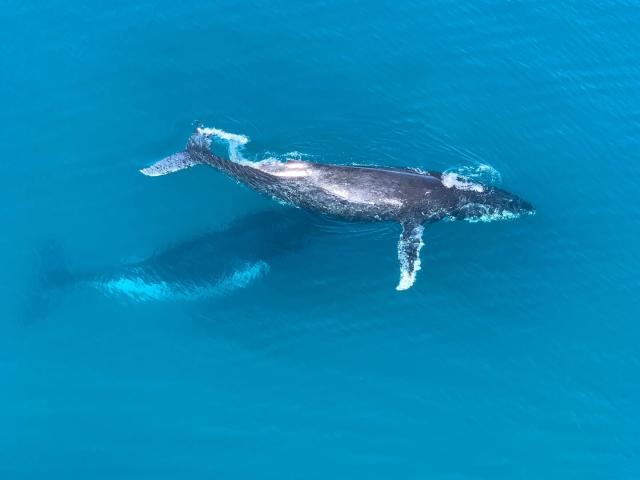 Baleines à bosse dans le lagon de Nouvelle-Calédonie