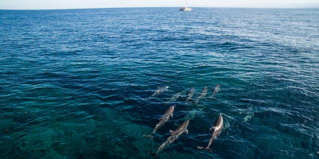 Dolphins in the lagoon of New Caledonia