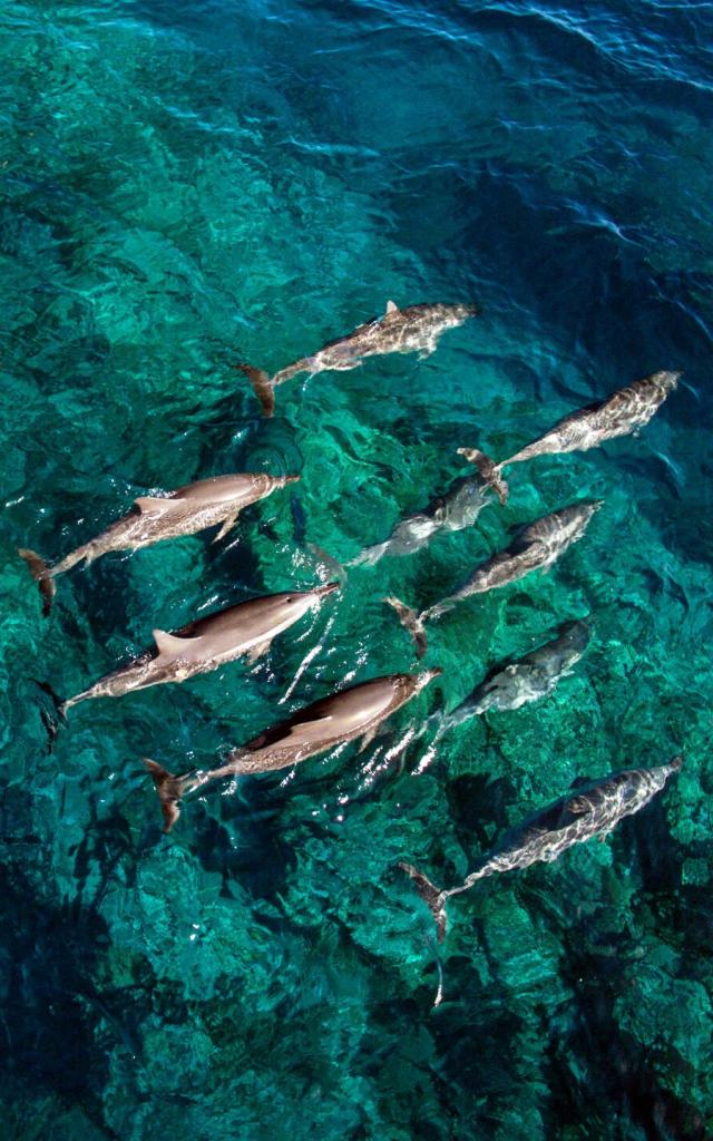 Dolphins in the lagoon of New Caledonia