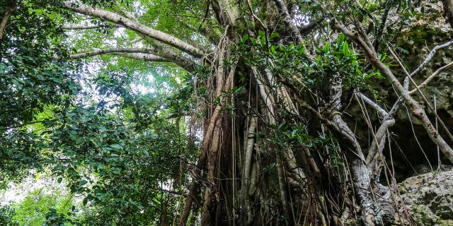 Luengoni Jewel Forest, Lifou