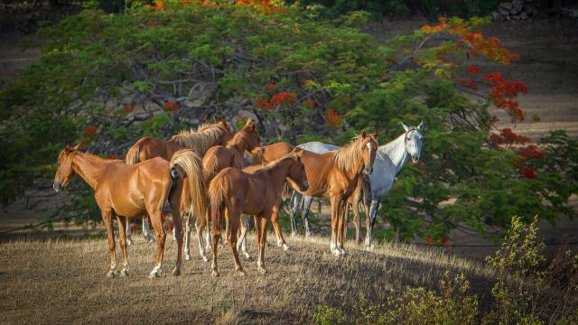 Chevaux sauvages de la côte Ouest