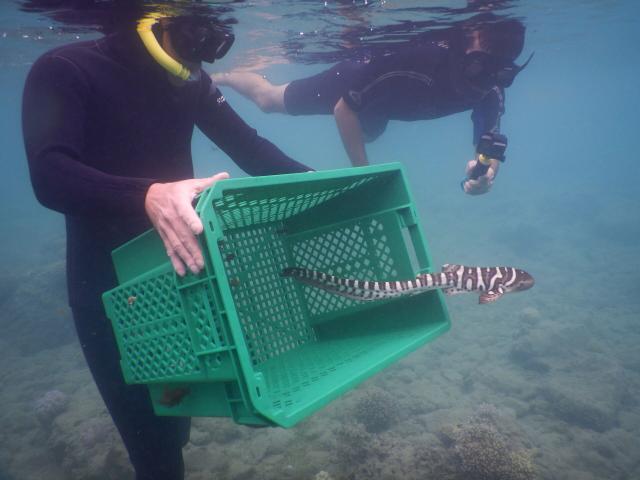 Baby Leopard sharks released in Nouméa