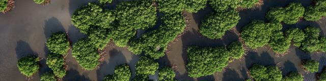 Aerial view of the mangrove of Voh