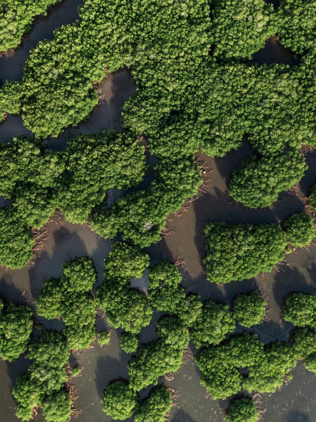 ヴォー・マングローブ湿地帯の航空写真