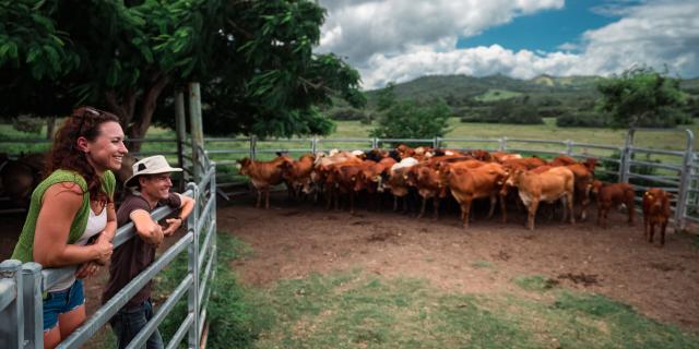 West Coast cattle farm