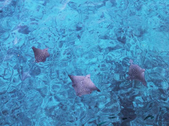 Skates in the Ouvéa lagoon