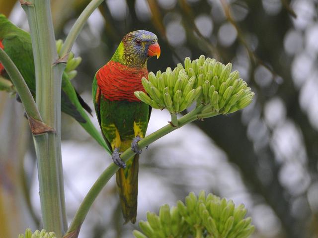 New Caledonian parakeet