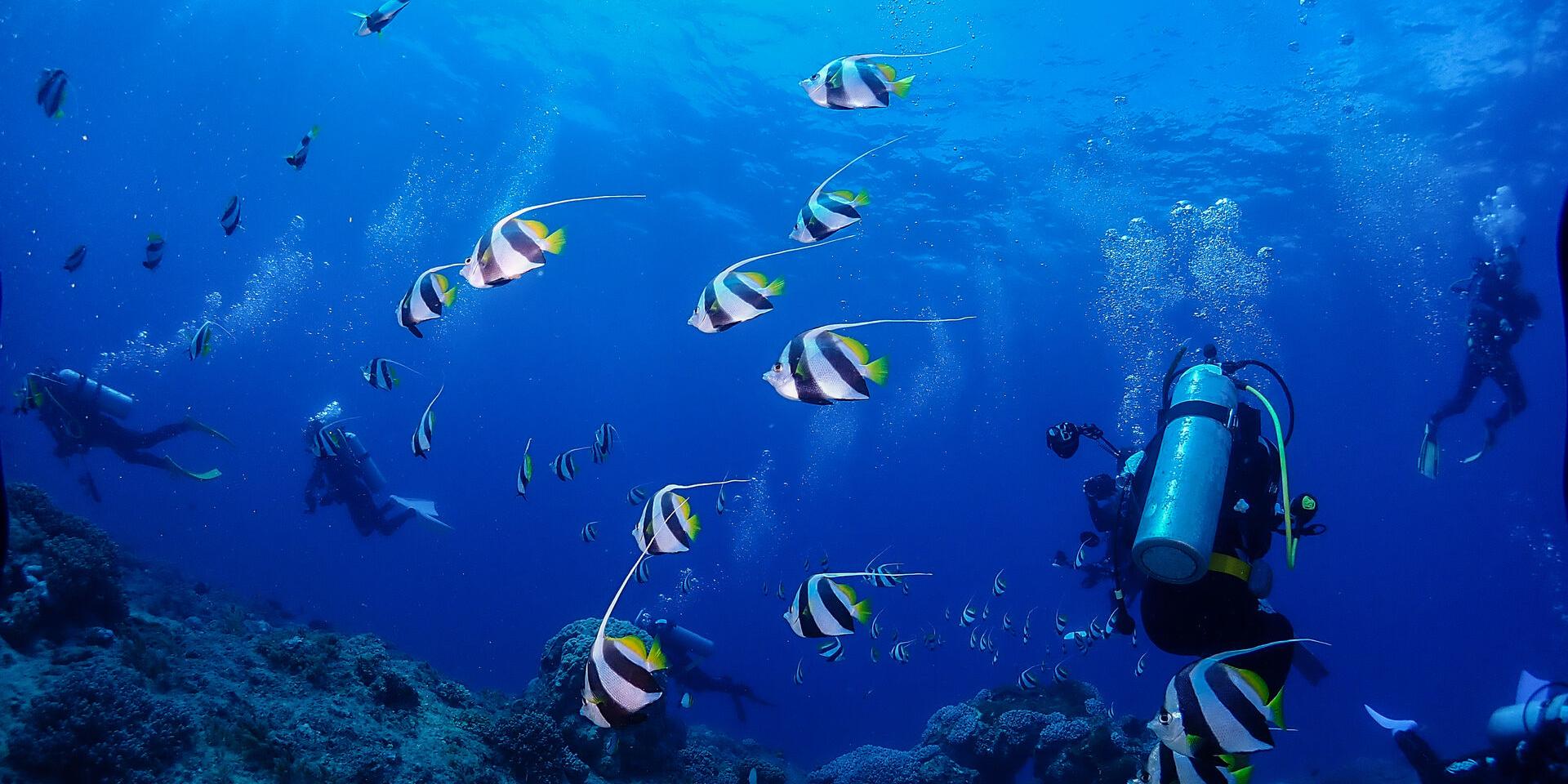 Scuba diving in Nouméa