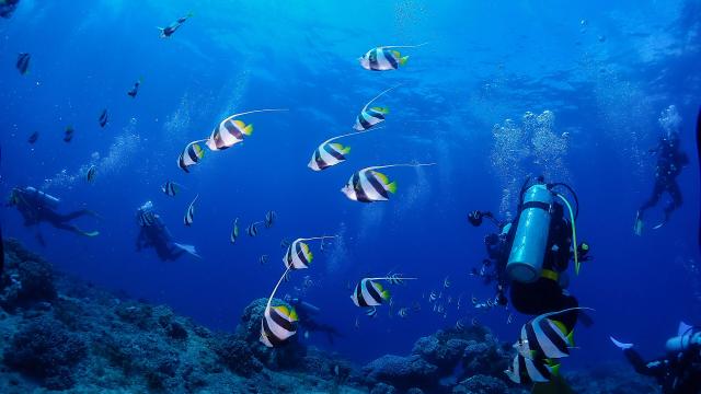 Scuba diving in Nouméa