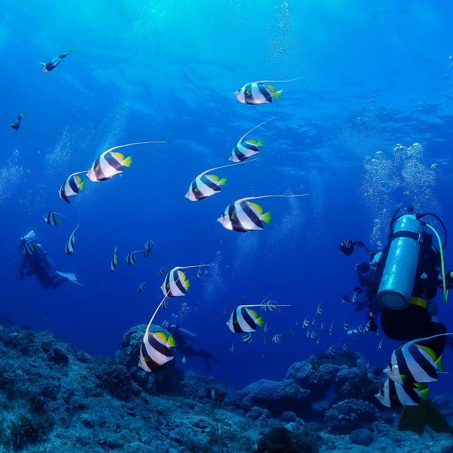 Scuba diving in Nouméa