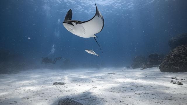 Stingray diving in Noumea