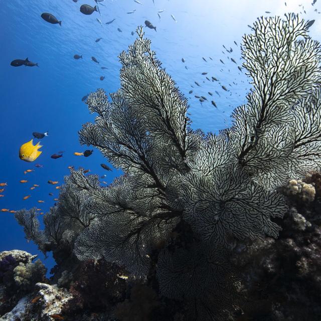 Gorgonian sea fans diving in the islands of New Caledonia
