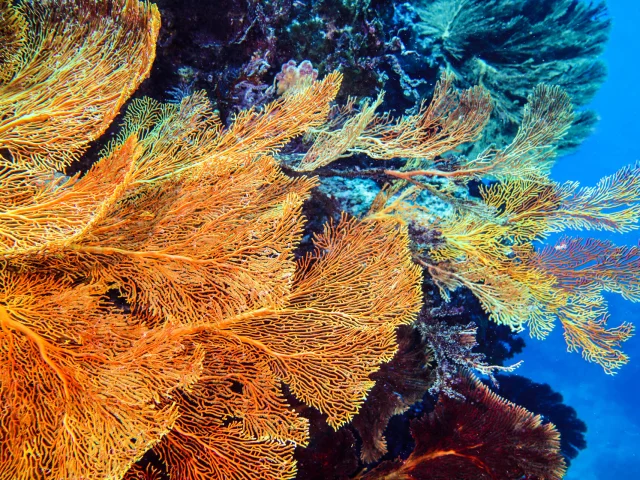 Gorgonian sea fans diving in New Caledonia