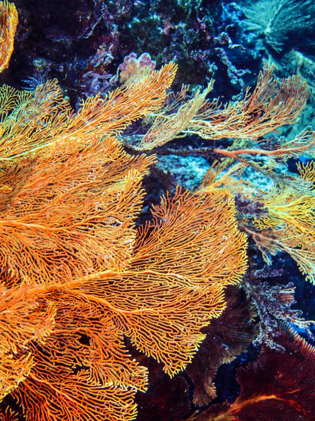 Gorgonian sea fans diving in New Caledonia