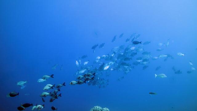 Fish diving in New Caledonia