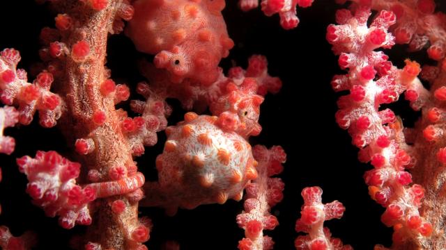 Pygmy seahorses at the Isle of Pines