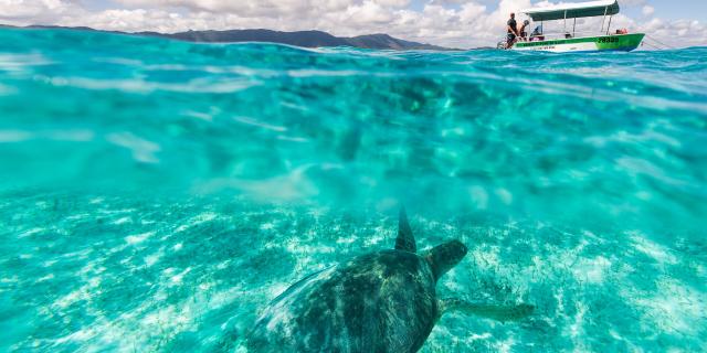 Turtle watching in New Caledonia
