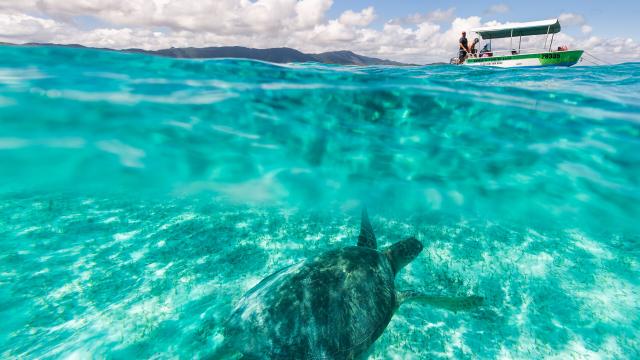 Turtle watching in New Caledonia