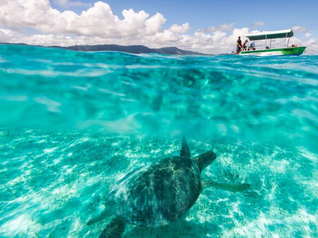 Observation des tortues en Nouvelle-Calédonie