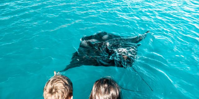 ニューカレドニアのラグーンのマンタ