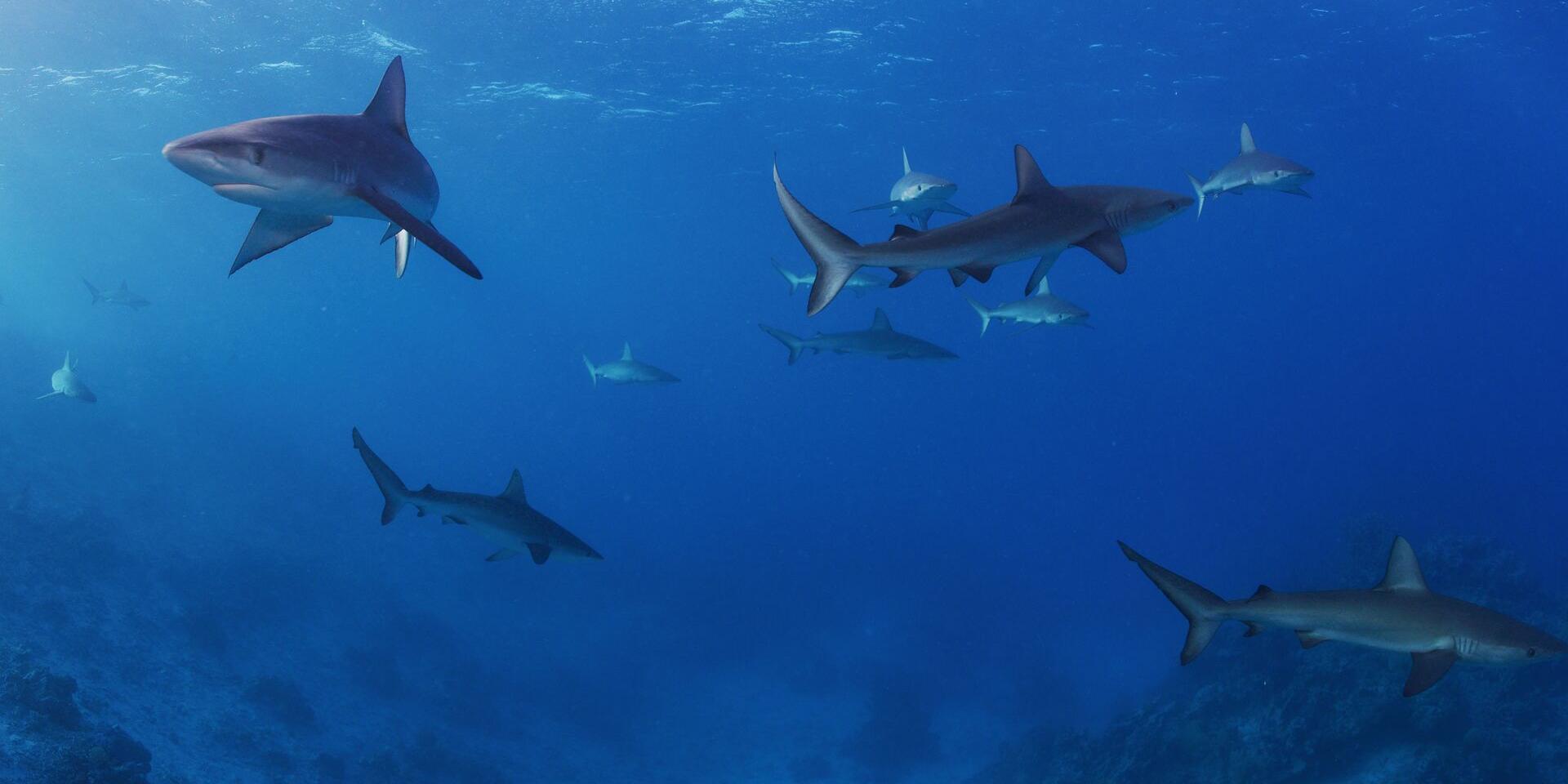 Explore the Underwater World Diving in New Caledonia New Caledonia Tourism The official