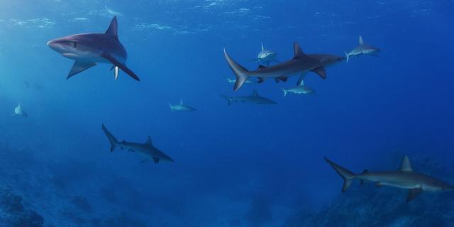 Reef sharks in New Caledonia