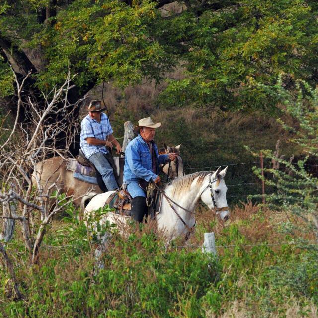 Stockmen on the west coast of New Caledonia