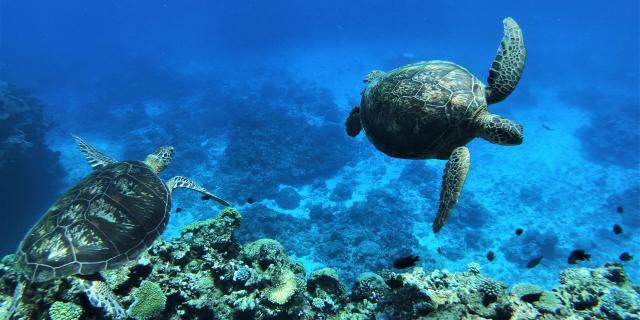 Turtle in the islands of New Caledonia