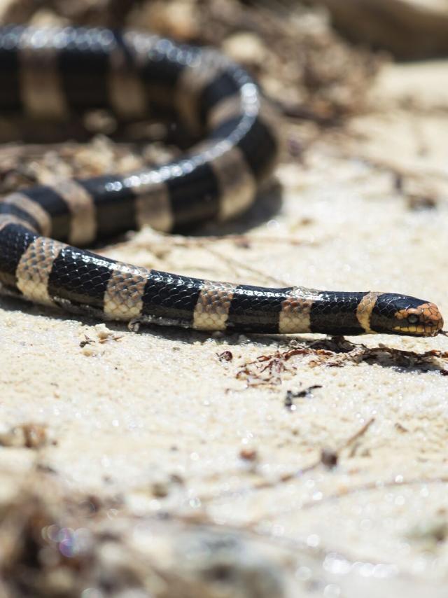 Striped knitwear in New Caledonia