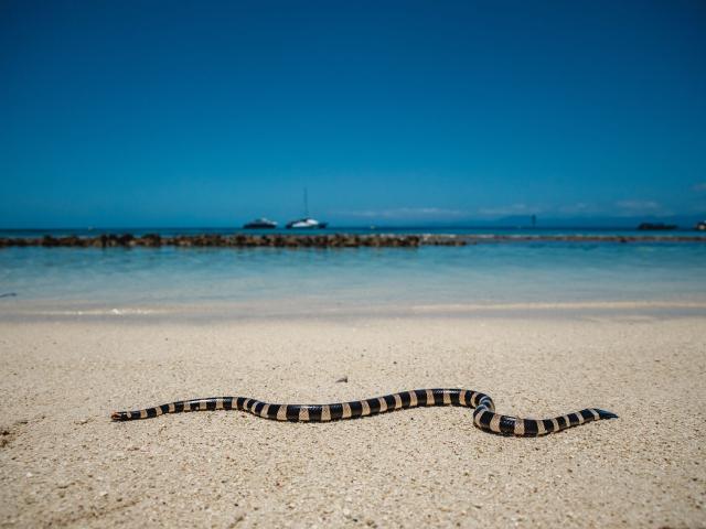 Striped knitting on the islets of Noumea