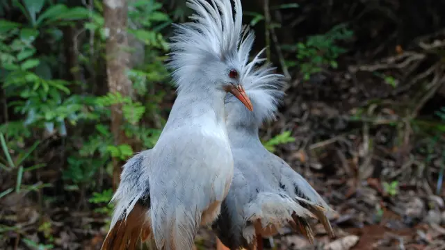 Deux cagous se tiennent sur le sol forestier du Parc provincial de la Rivière Bleue, leur huppe déployée dans la sous-bois.
