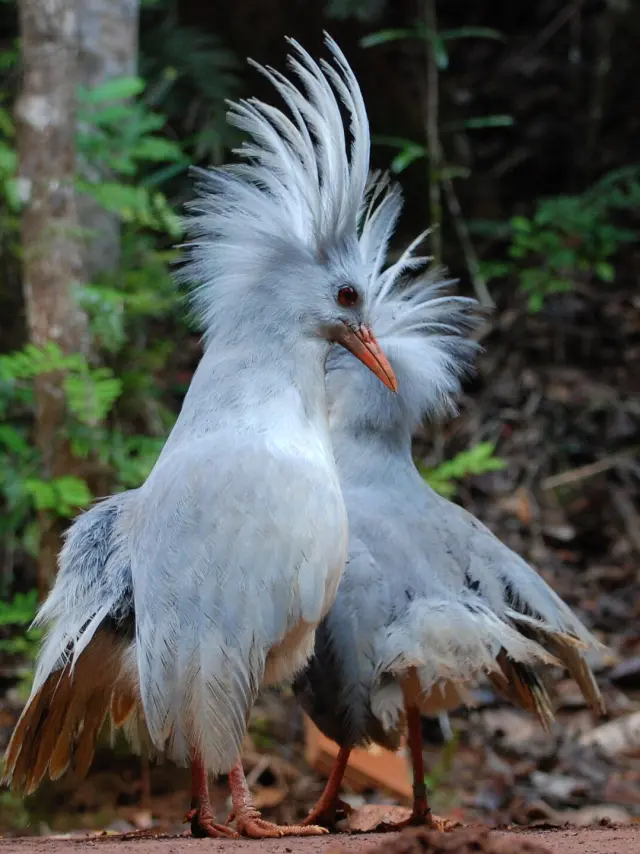 Deux cagous se tiennent sur le sol forestier du Parc provincial de la Rivière Bleue, leur huppe déployée dans la sous-bois.
