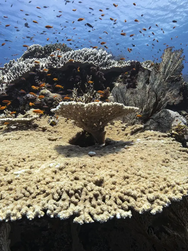 Scène sous-marine à Lifou montrant un récif corallien en terrasse, entouré de nombreux petits poissons orange dans une eau bleue limpide.