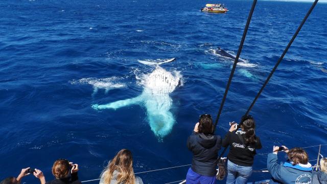 Humpback whale watching in New Caledonia