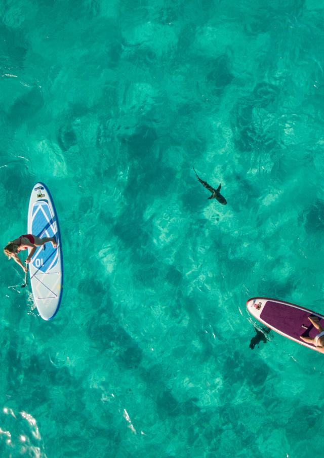 Observe sharks in the lagoon of New Caledonia