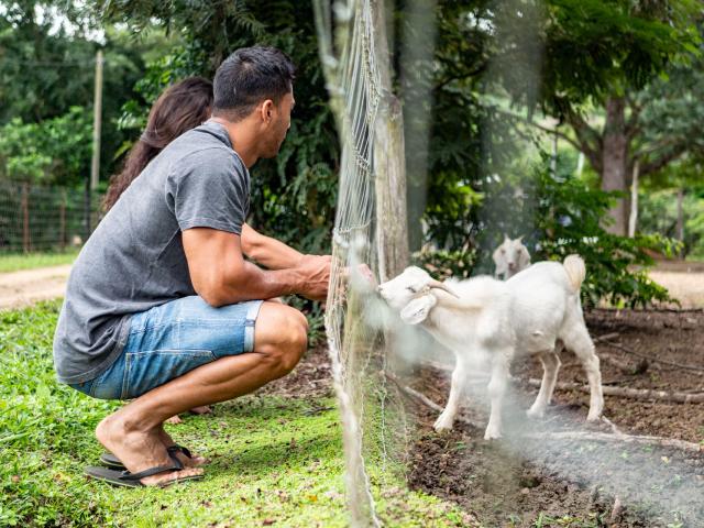 Discovery of the farm in Boulouparis