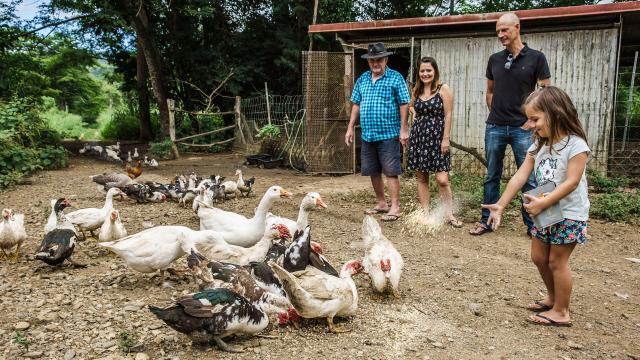 Feeding farm animals, West Coast