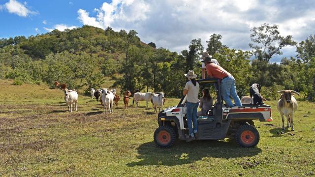 Visit to a West Coast working farm