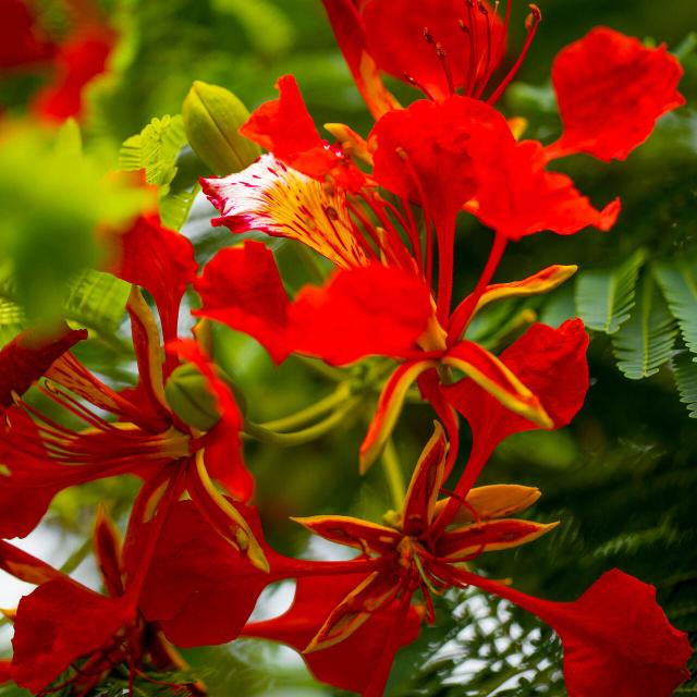 Flamboyant in New Caledonia